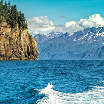 Fototapeta Wildlife Cruise around Resurrection Bay in Alaska