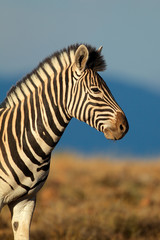Fototapeta na wymiar Plains lub Burchells Zebra portret