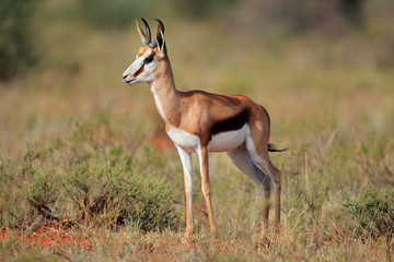 Springbok antelope
