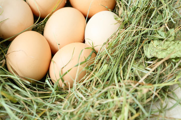 fresh chicken bio eggs