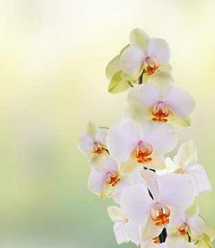 Beautiful flowers Japanese Orchid.Beauty.Flora