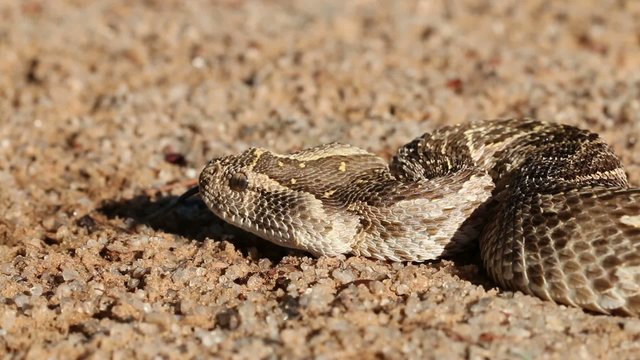 Portrait of defensive puff adder with flicking tongue