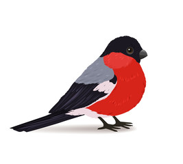 Obraz premium Winter bullfinch bird
