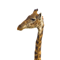 Obraz premium Isolated giraffe