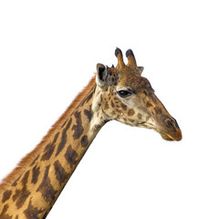 Isolated giraffe
