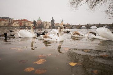 Swans