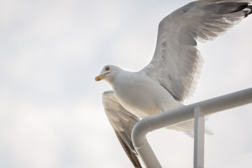 Seagull on deck