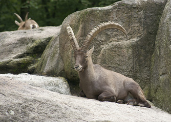 Mountain goat lying on a rock