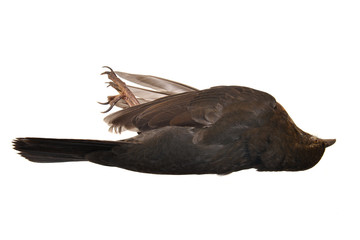 Dead blackbird female, isolated on white.