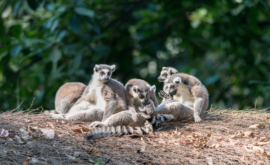 aye-aye family