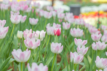 tulip in the field