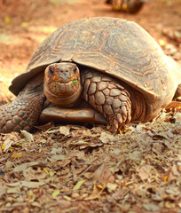 Crawling tortoise in the nature
