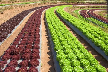 Vegetables field , Royal project in Thailand
