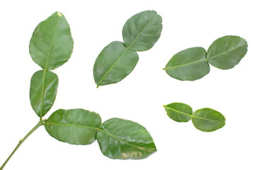 Kaffir lime leaves
