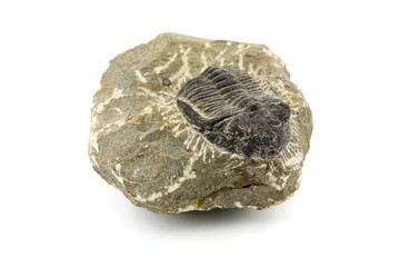 Fossil