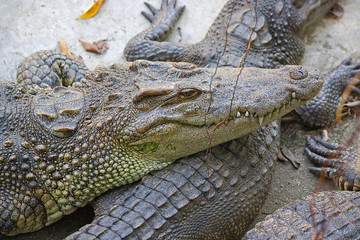 crocodiles