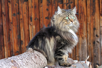 Norwegische Waldkatze auf Baumstämmen