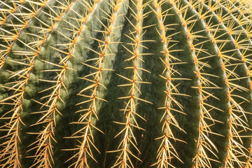 Cactus Plant (close up view)