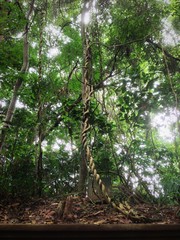 light through the branches forest