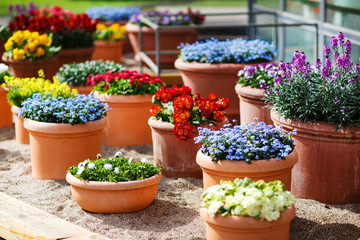 Beautiful different flowers in ceramic flowerpots in spring park