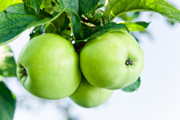 green apples