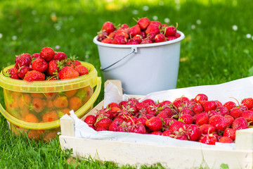 Ripe strawberry in bucket on green grass in summer