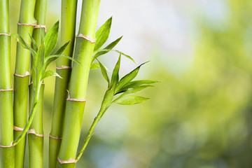 Fototapeta na wymiar Świeże Bamboo