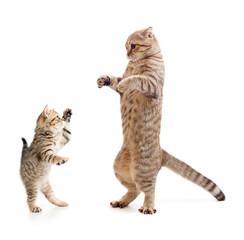 Funny standing kitten and cat