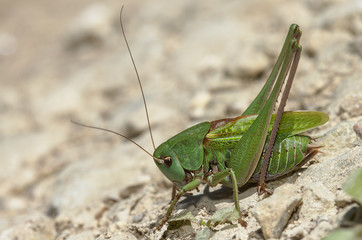 dectique verrucivore