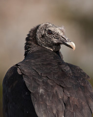 Black Vulture Looking Over its Shoulder