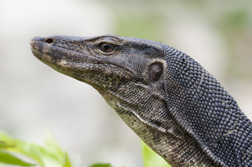 Giant Green Lizard