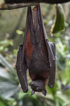 Malayan bat