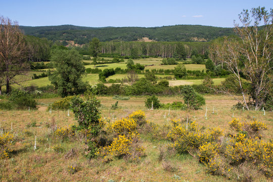 Paisaje de Prados y Arboledas