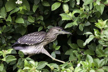 black-crowned night heron juvenile