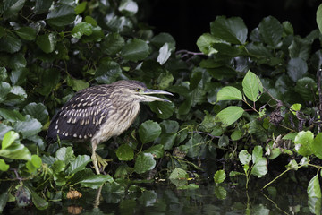 black-crowned night heron juvenile
