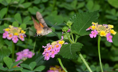 farfalla che succhia il nettare dei fiori di verbena