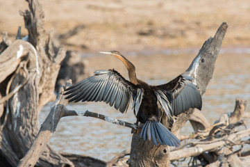 African Darter