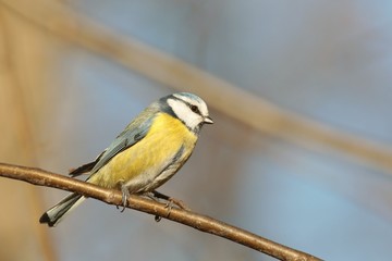 Blue tit - Parus caeruleus on a twig in the autumn forest