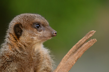 Fototapeta premium Meerkat