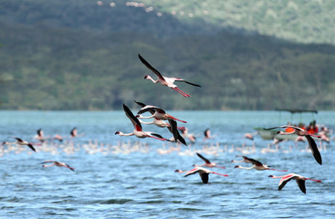 Great Flamingos at Naivasha Lake