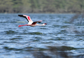 A beautiful Great Flamingos in flight