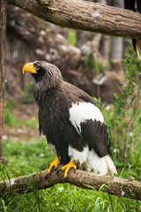 Steller sea-eagle