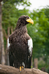 steller sea-eagle
