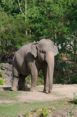 Fototapeta na wymiar Młody słoń azjatycki, Tajlandia