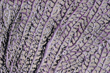 corallo grezzo © saragone