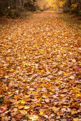 path of leaves