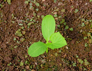 Young seedling cucumber