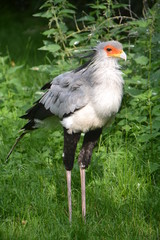 Oiseau messager sagittaire