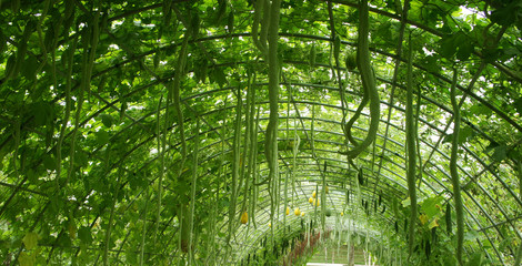 Snake gourd on wire roof