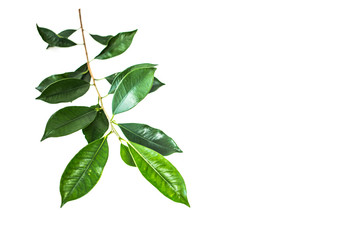 ガジュマルの葉